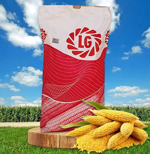 Насіння кукурудзи LG 31377 ФАО 350 (Limagrain ): Високоврожайний гібрид, Стійкий до посухи.